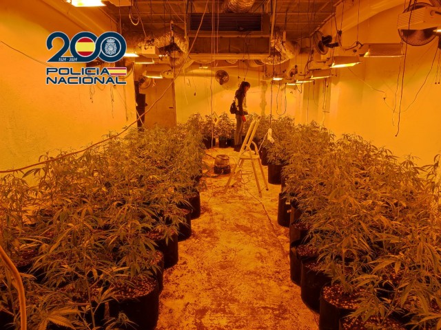 Quasi 700 plantes de marihuana confiscades entre Alcoi, Cocentaina i Alacant