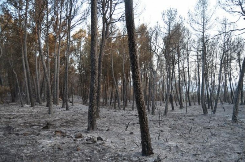 Estat de la Serra de Mariola després de l'incendi./ AM