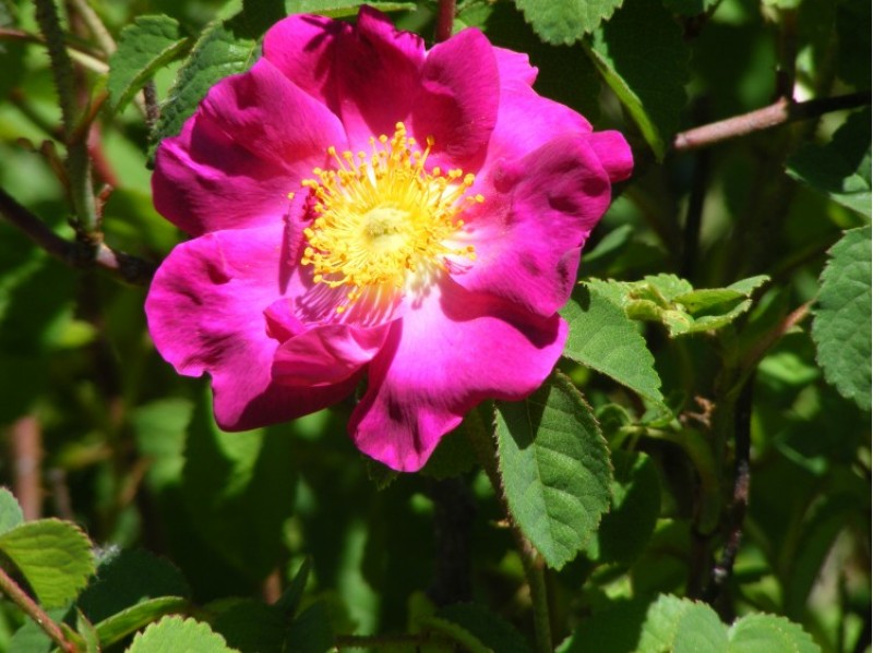 LA rosa més antiga d'Europa està a Banyeres