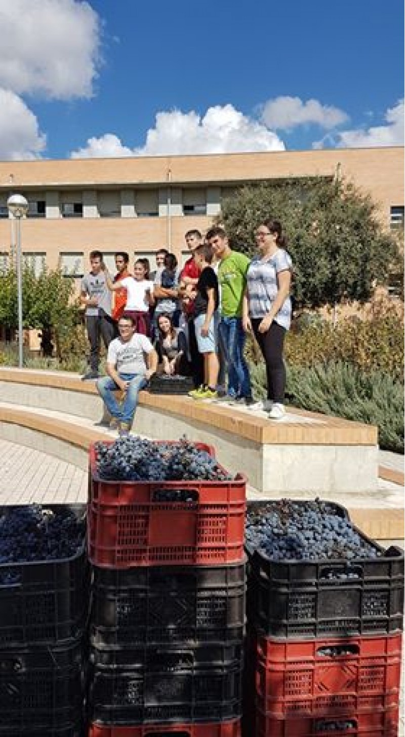 250 quilos de monestrell arreplegats a l'IES Serra Mariola/El Celler