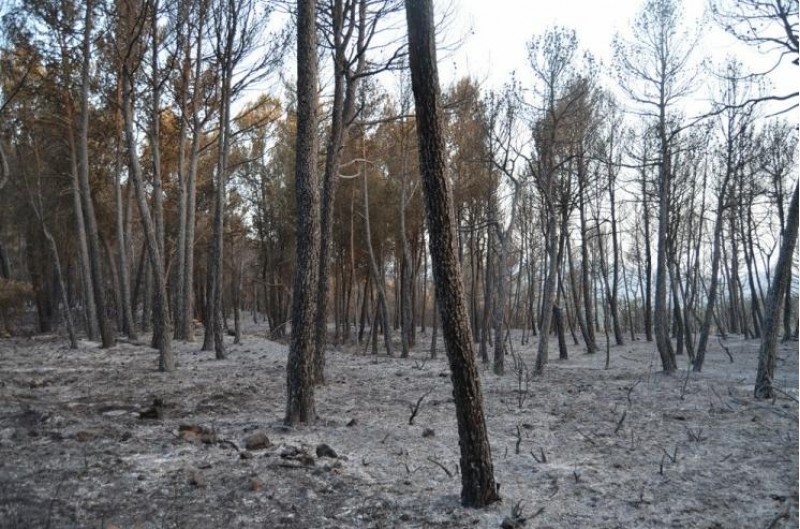 Les flames han deixat un paisatge ple de cendra./ RCM